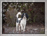 Rozmyte, Pies, King charles spaniel, Tło