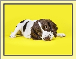 Springer spaniel walijski, Szczeniak, Leżący